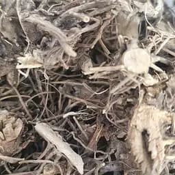 100 г посконник/сидач пурпурний корень сушеный - свежий урожай