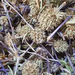 100 г синеголовник плосколистный трава сушеная - свежий урожай