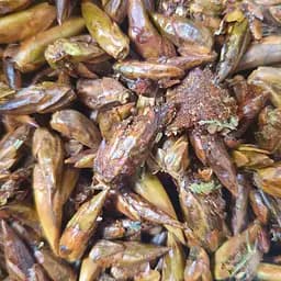 100 г тополя чорна бруньки сушені - свіжий урожай