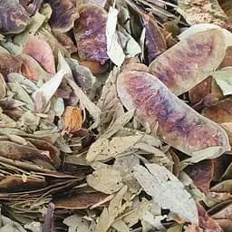 100 г сенна/кассия лист сушеный - свежий урожай