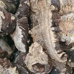 100 г ферула джунгарська/омік/адамів коріння сушене - свіжий урожай