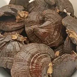 100 г гриб рейши сушеный- свежий урожай