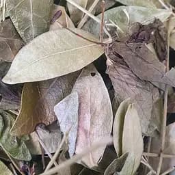 100 г барвинок трава сушеная - свежий урожай