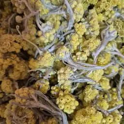 100 г бессмертник песчаный цвет сушеный - свежий урожай