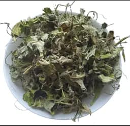 Ваточник сирійський Трава Asclepias syriaca - мініатюра 1