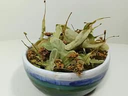 Сушеная липа 25г