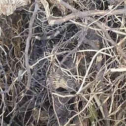 Левзея софловидная корень сушеный - свежий урожай 100 г 