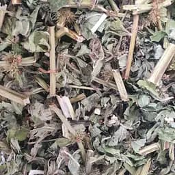 Зюзник европейский трава сушеная - свежий урожай 100 г 