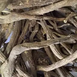 100 г шлемник байкальский корень сушеный - свежий урожай