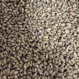 100 г смородина черная почки сушеные, свежий урожай