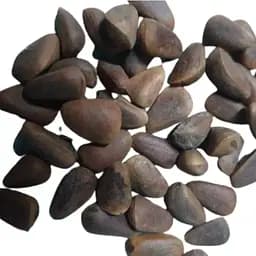 100 г кедрові горіхи в шкаралупі цільні карпатські великі, не смажені