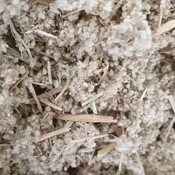 100 г пол-пала/эрва шерстистая трава сушеная - свежий урожай