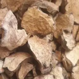 100 г кубышка желтая/кувшинка/водяная лилия корень сушеный - свежий урожай