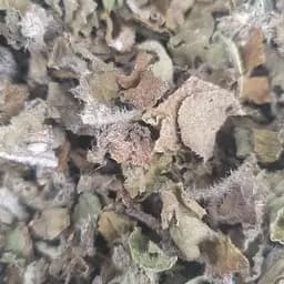 100 г огірочник/бораго трава сушена - свіжий урожай