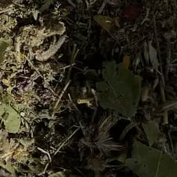 Сбор травяной гипертонический для понижения давления при аритмии, стенокардии, 100 г, (Свое производство)