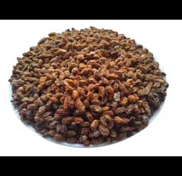 Обліпиха Плоди Щець Hippophae rhamnoides