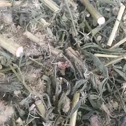 100 г мелколепестник канадский/заткни гузно трава сушеная - свежий урожай