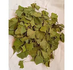 Гінкго Білоба Листя Абрикос срібний Гінко Гінго Ginkgo biloba