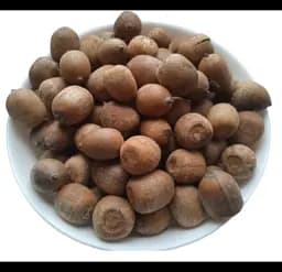 Жолудь червоний Плоди Quercus rubra - мініатюра 1
