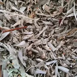 100 г лох серебристый/дикая маслина листья сушеные - свежий урожай