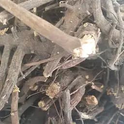 100 г ехінацея пурпурна коріння сушене - свіжий урожай