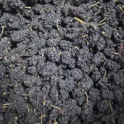 100 г шелковица черная сушеные ягоды/плоды сушеные - свежий урожай