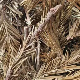 100 г пихта иголки/побеги сушеные - свежий урожай