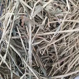 100 г селера трава пахучая обыкновенная сушеная - свежий урожай