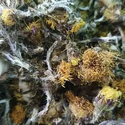 100 г мать-и-мачеха цвет - свежий урожай