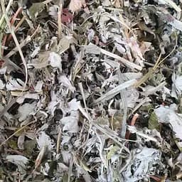 100 г перстач гусиный/гусиная лапчатка трава сушеная - свежий урожай