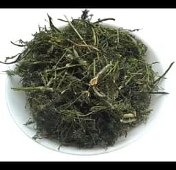Укроп Трава Кріп Anethum graveolens