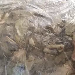 100 г володушка золотистая трава сушеная - свежий урожай