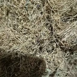 100 г повилика трава сушеная измельченная- свежий урожай