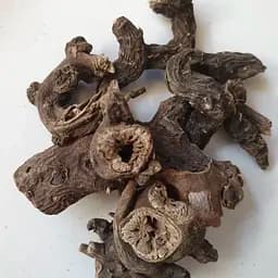 100 г норичник узловатый/шишковатый корень сушеный - свежий урожай