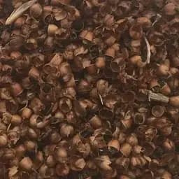 100 г подорожник семена сушеные - свежий урожай