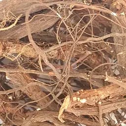 100 г лапчатка белая/перстач белый корень сушеный