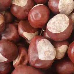 100 г каштан конский плоды - свежий урожай
