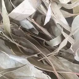 100 г эвкалипт лист сушеный - свежий урожай