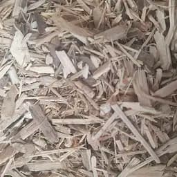 100 г елеутерокок колючий коріння сушене - свіжий урожай