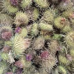 100 г чортополох/татарник колючий цвіт та трава сушені - свіжий урожай