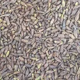 100 г береза почки сушеные - свежий урожай