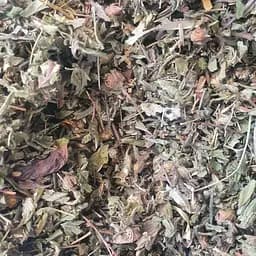 100 г курильський чай/перстач чагарниковый/пятилисник - свежий урожай